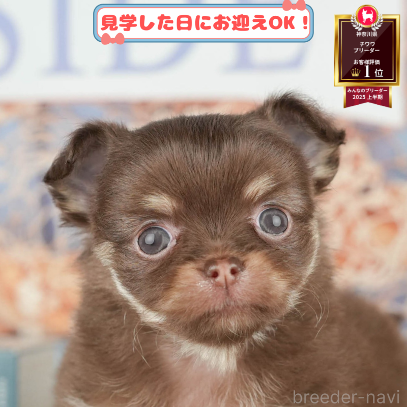 販売中の神奈川県のチワワ(ロングコート)-406851