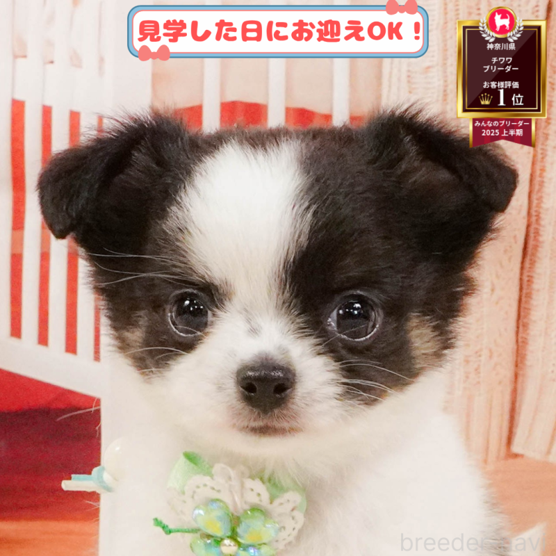 販売中の神奈川県のチワワ(ロングコート)-406465