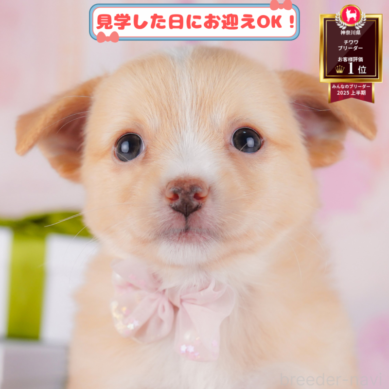 成約済の神奈川県のチワワ(ロングコート)-408058の1枚目