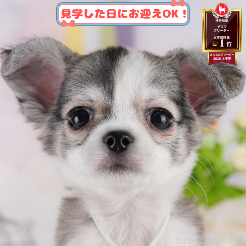 販売中の神奈川県のチワワ(ロングコート)-408449の1枚目