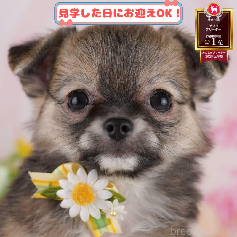 販売中の神奈川県のチワワ(ロングコート)-408447の1枚目