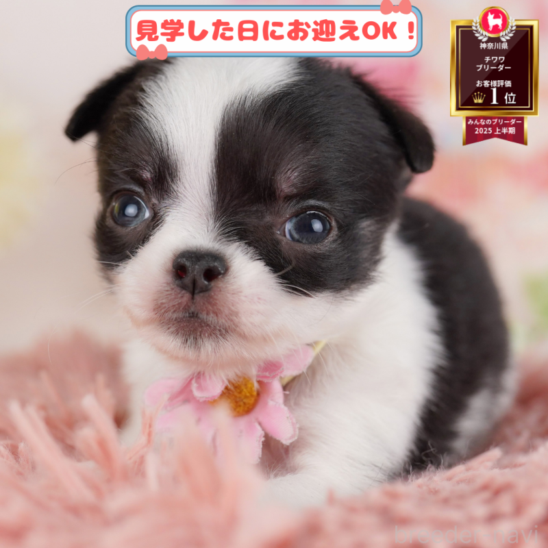 販売中の神奈川県のチワワ(ロングコート)-408446の1枚目