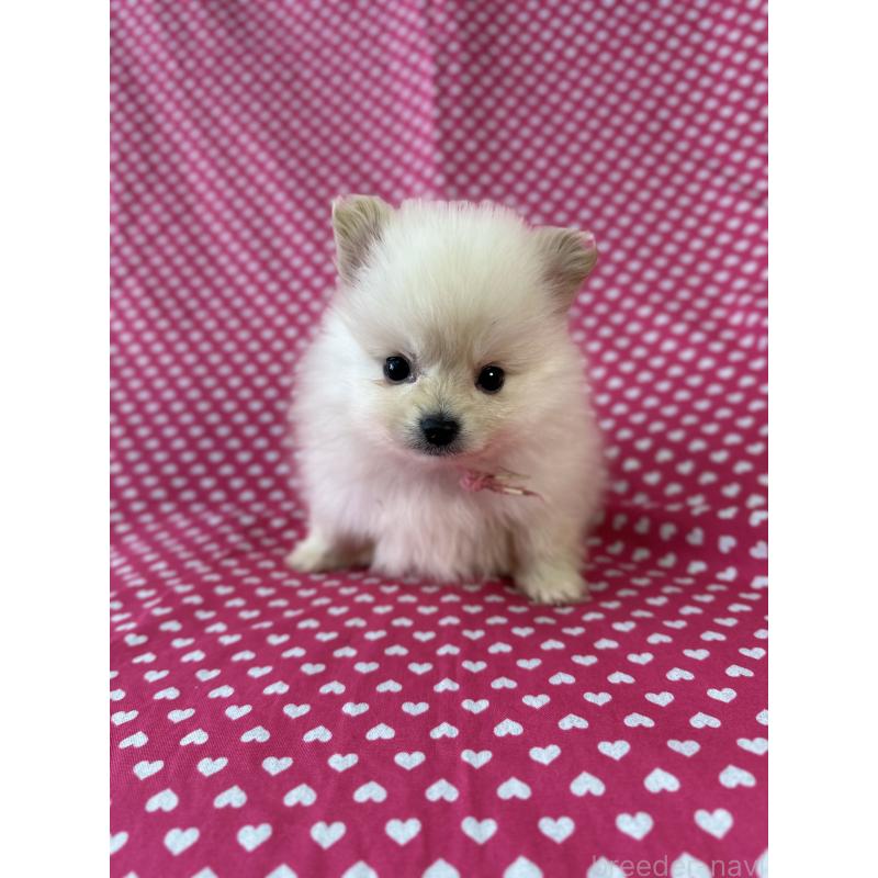 販売中の北海道のミックス犬-408597の4枚目