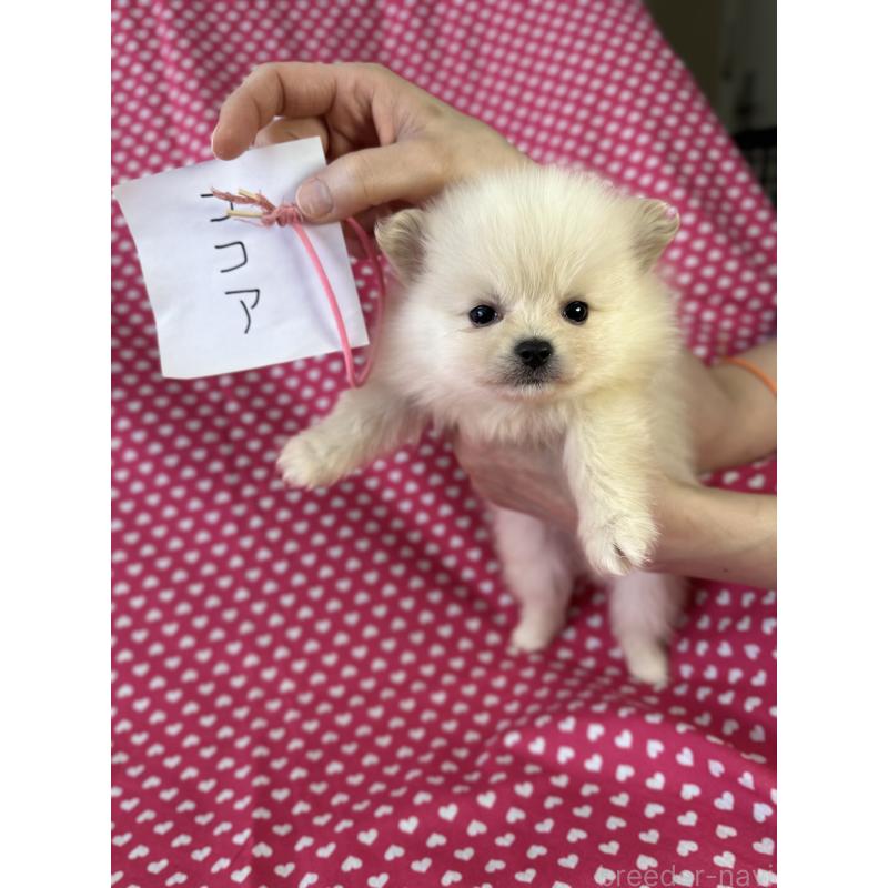 販売中の北海道のミックス犬-408597の3枚目