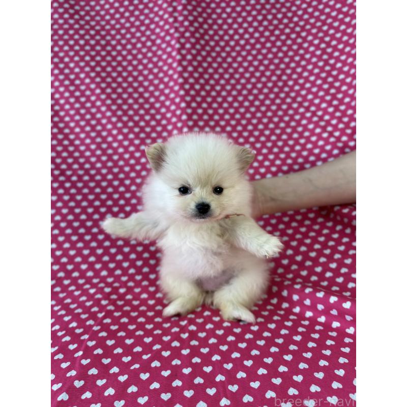 販売中の北海道のミックス犬-408597の2枚目