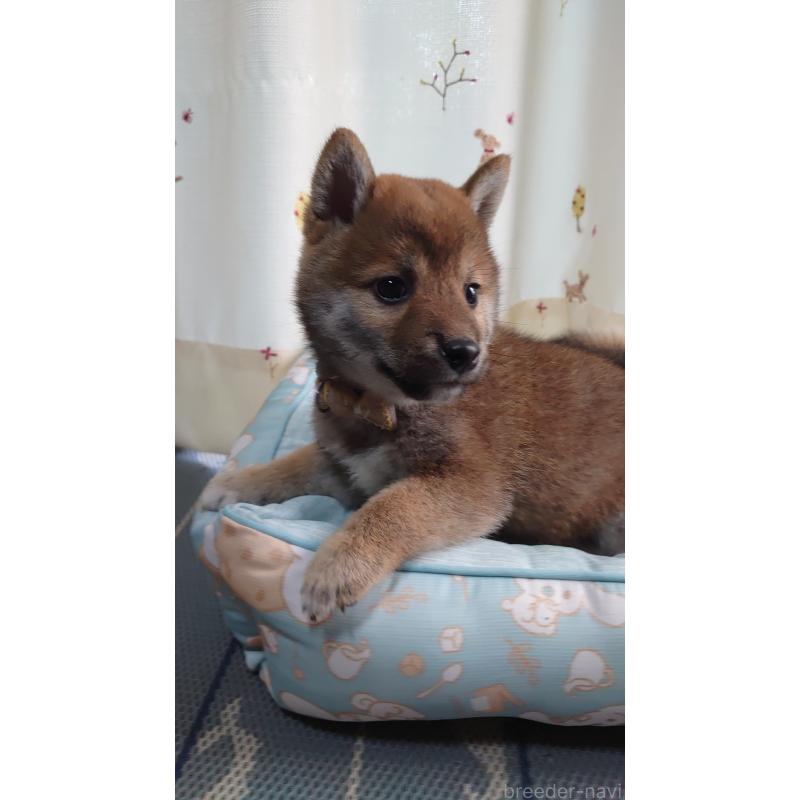 成約済の埼玉県の柴犬-403896の3枚目