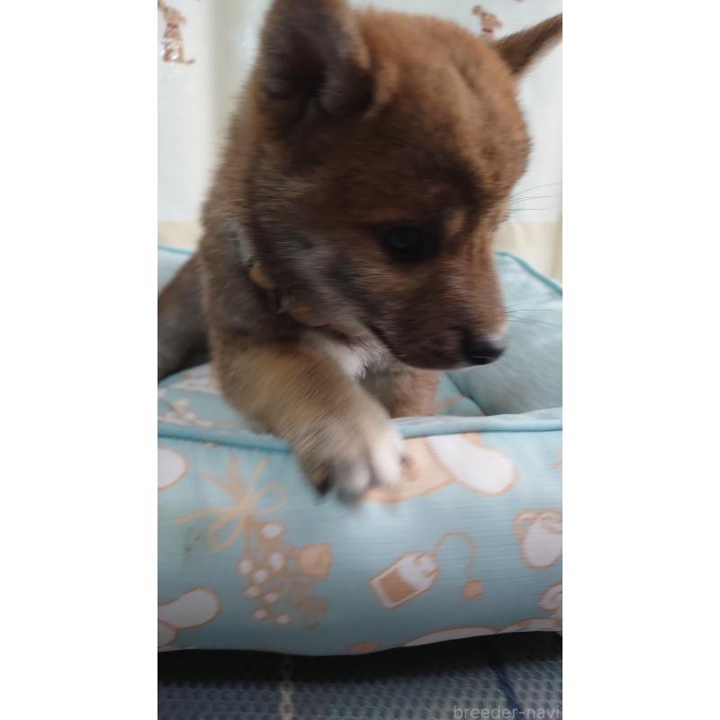成約済の埼玉県の柴犬-403896の2枚目