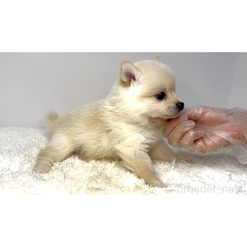販売中の茨城県のミックス犬-408603の4枚目