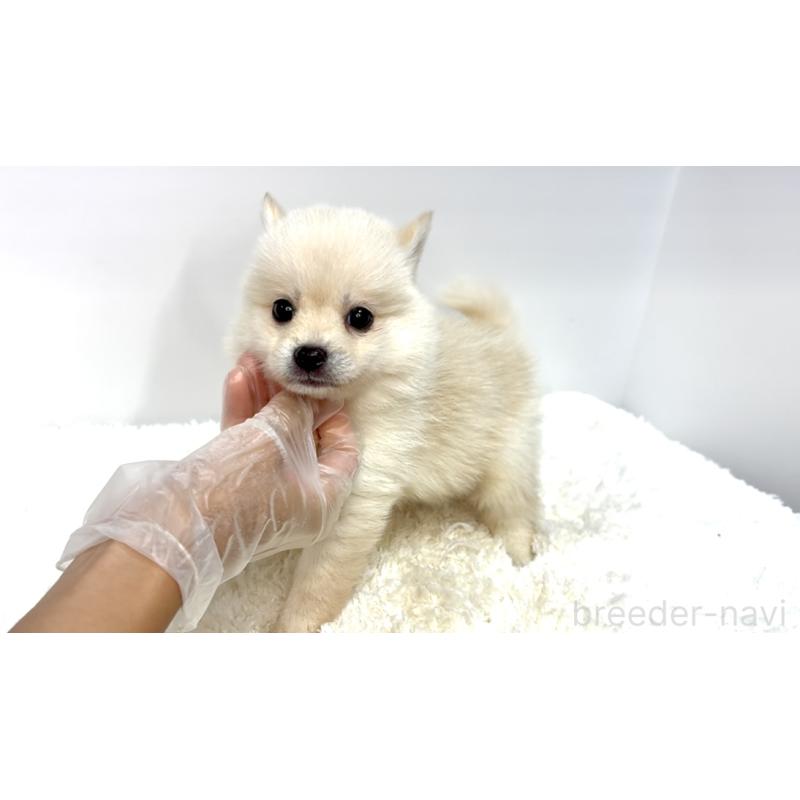 販売中の茨城県のミックス犬-408603の3枚目