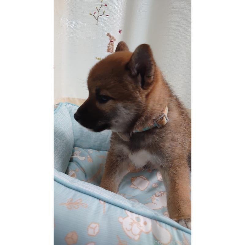 成約済の埼玉県の柴犬-403892の3枚目