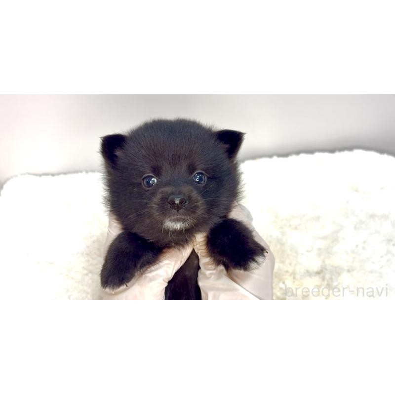 販売中の茨城県のミックス犬-408606の3枚目