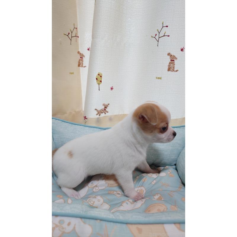 成約済の埼玉県のチワワ(ロングコート)-403902の2枚目