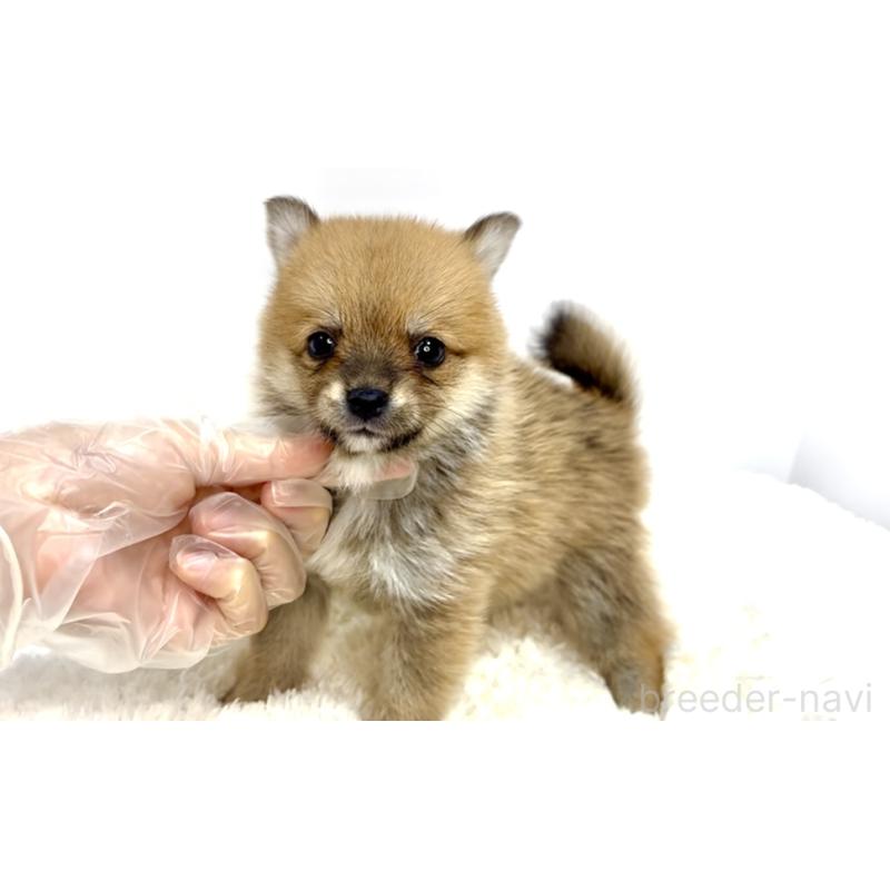販売中の茨城県のミックス犬-408608の5枚目