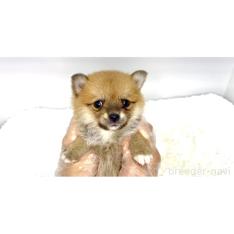 販売中の茨城県のミックス犬-408608の2枚目