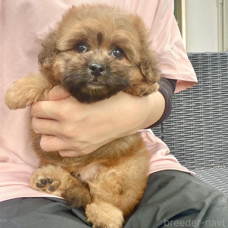 販売中の山梨県のミックス犬-408616の1枚目
