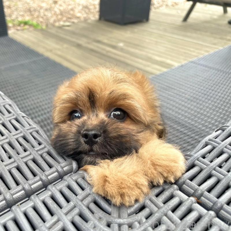 販売中の山梨県のミックス犬-408616の7枚目