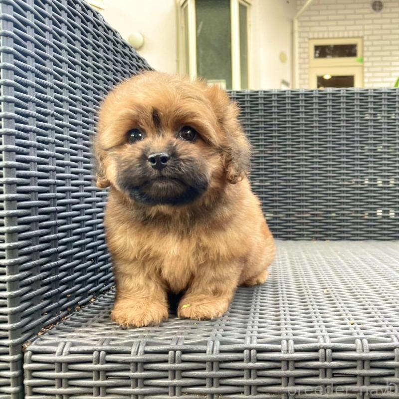 販売中の山梨県のミックス犬-408616の5枚目