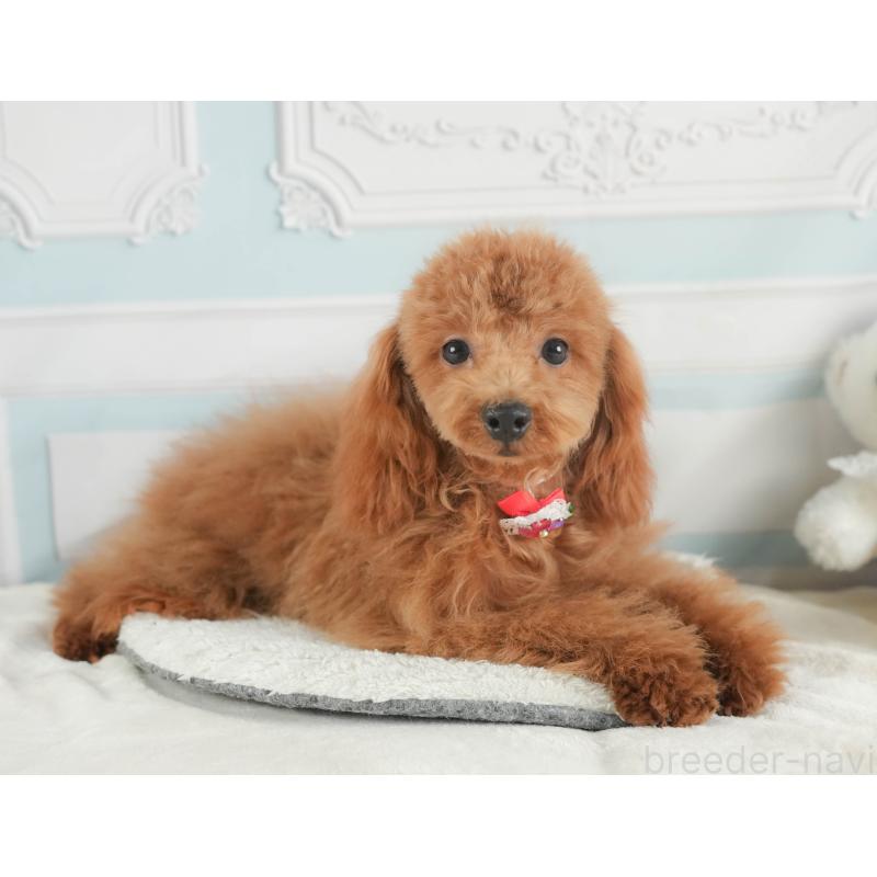 成約済の静岡県のトイプードル-387157の5枚目