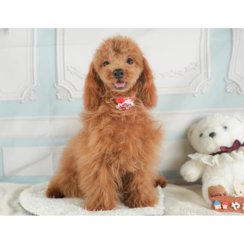 成約済の静岡県のトイプードル-387157の4枚目