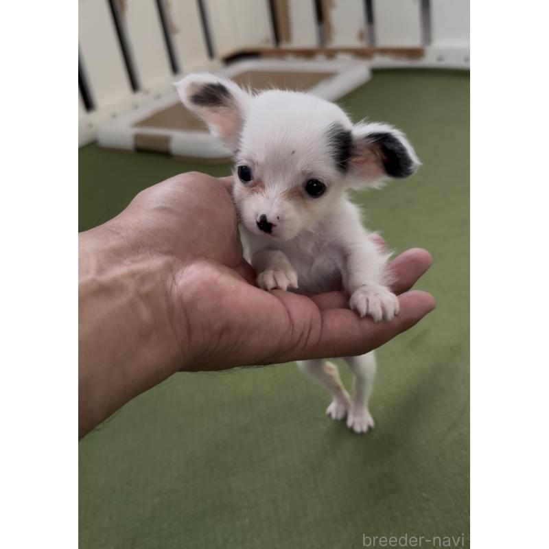 販売中の福岡県のミックス犬-408621の5枚目