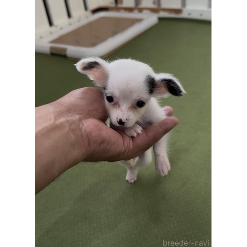 販売中の福岡県のミックス犬-408621の4枚目