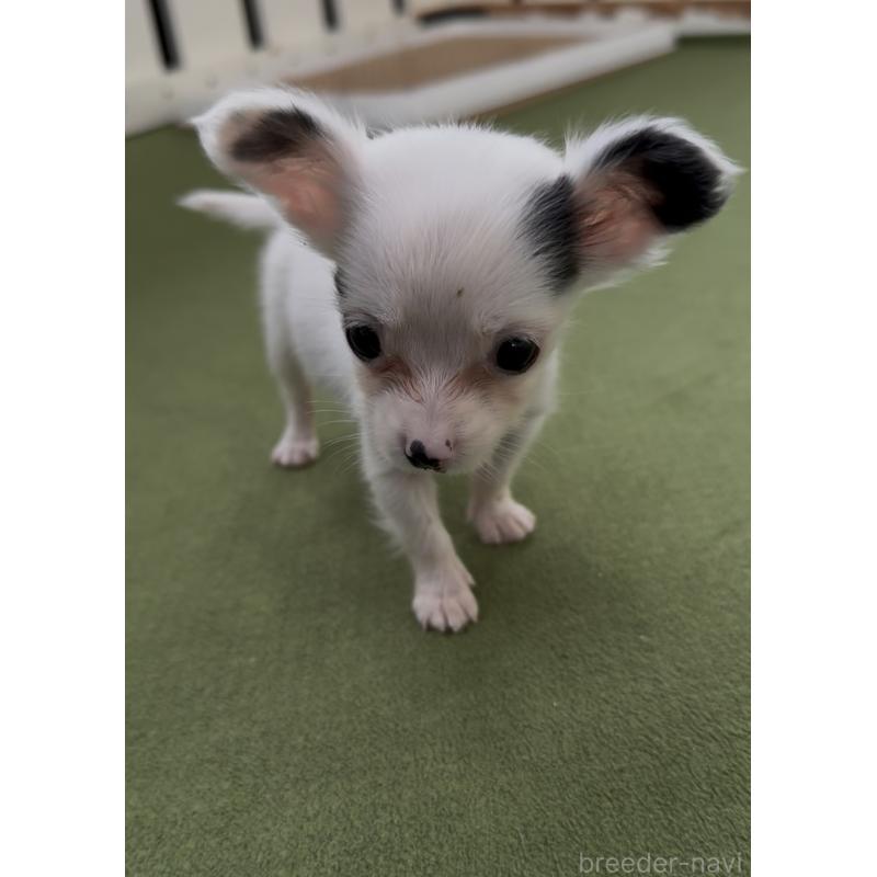 販売中の福岡県のミックス犬-408621の3枚目
