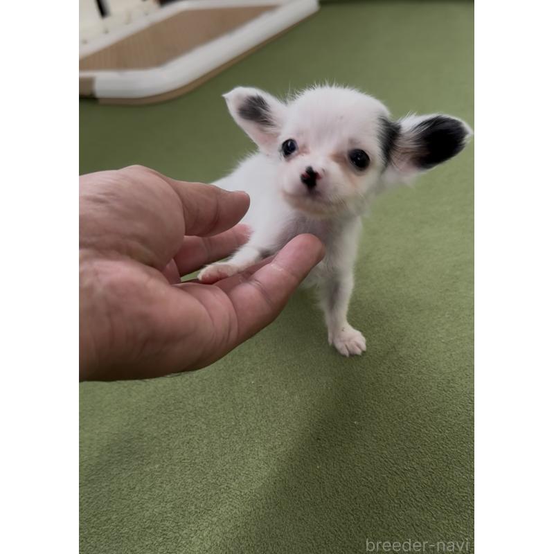 販売中の福岡県のミックス犬-408621の2枚目