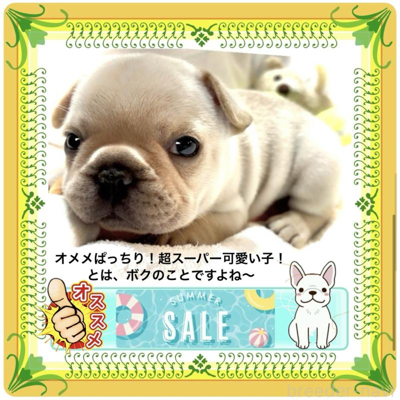 販売中の大阪府のフレンチブルドッグ-408624の2枚目
