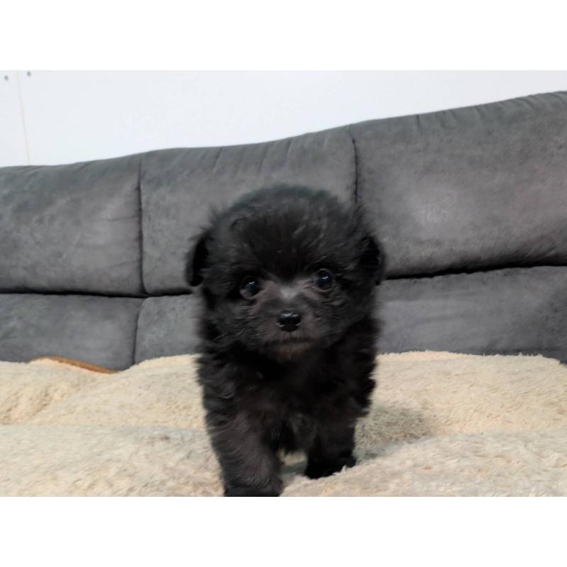 販売中の愛知県のポメマル:ポメラニアン×マルチーズ-408626の9枚目