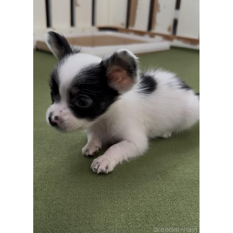 販売中の福岡県のミックス犬-408628の5枚目