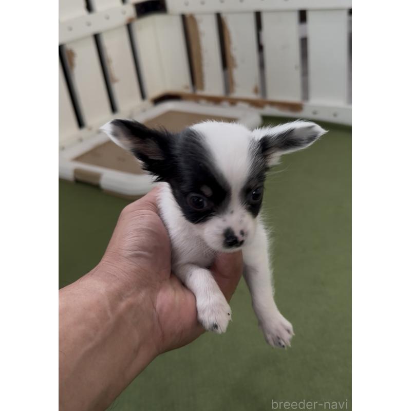 販売中の福岡県のミックス犬-408628の3枚目