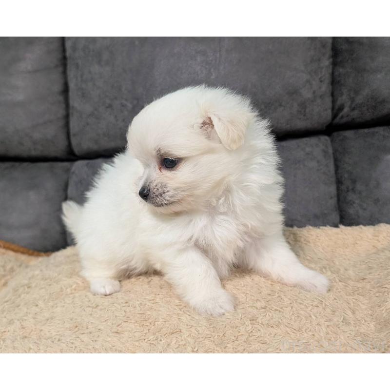 販売中の愛知県のポメマル:ポメラニアン×マルチーズ-408629の8枚目