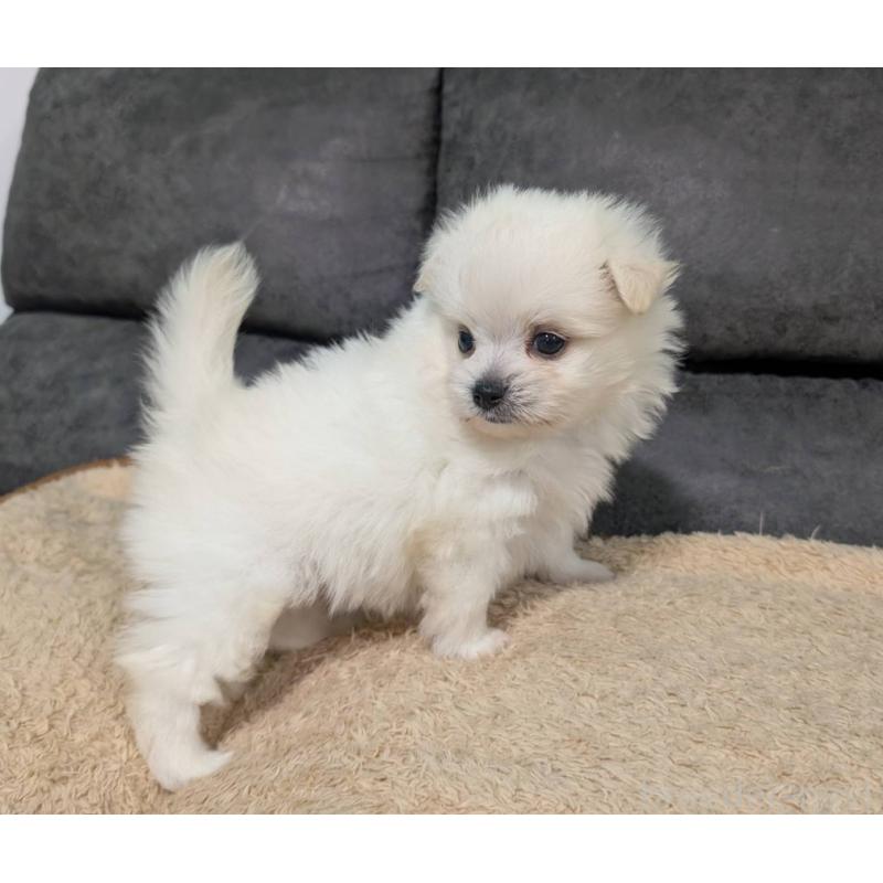 販売中の愛知県のポメマル:ポメラニアン×マルチーズ-408629の5枚目