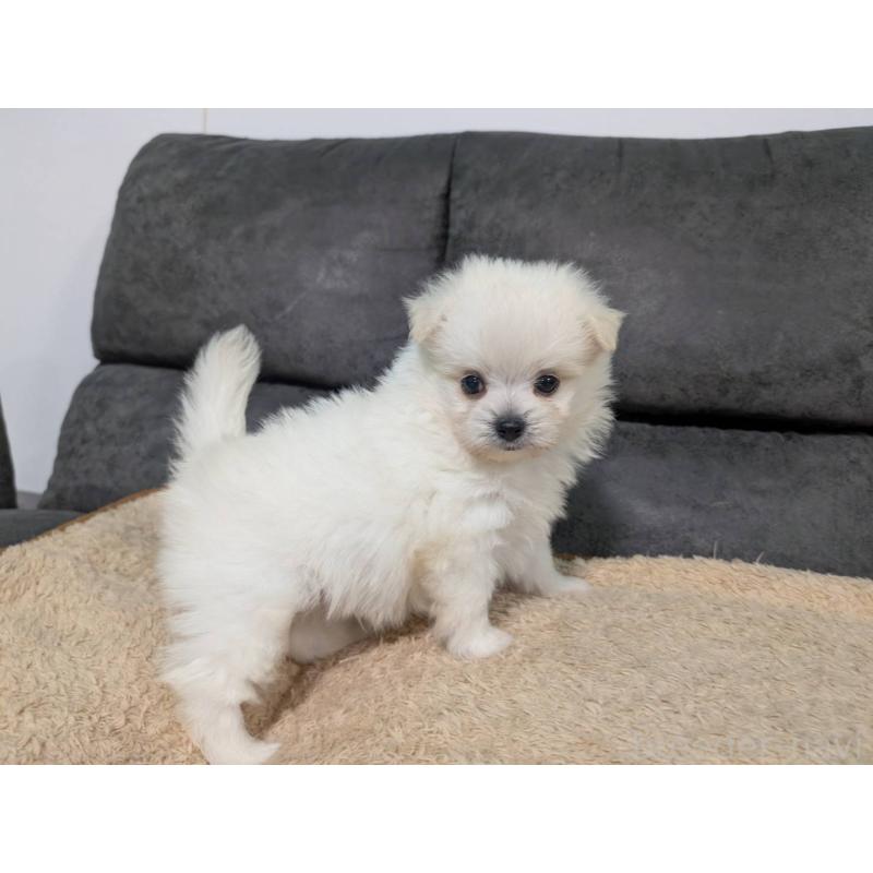 販売中の愛知県のポメマル:ポメラニアン×マルチーズ-408629の4枚目