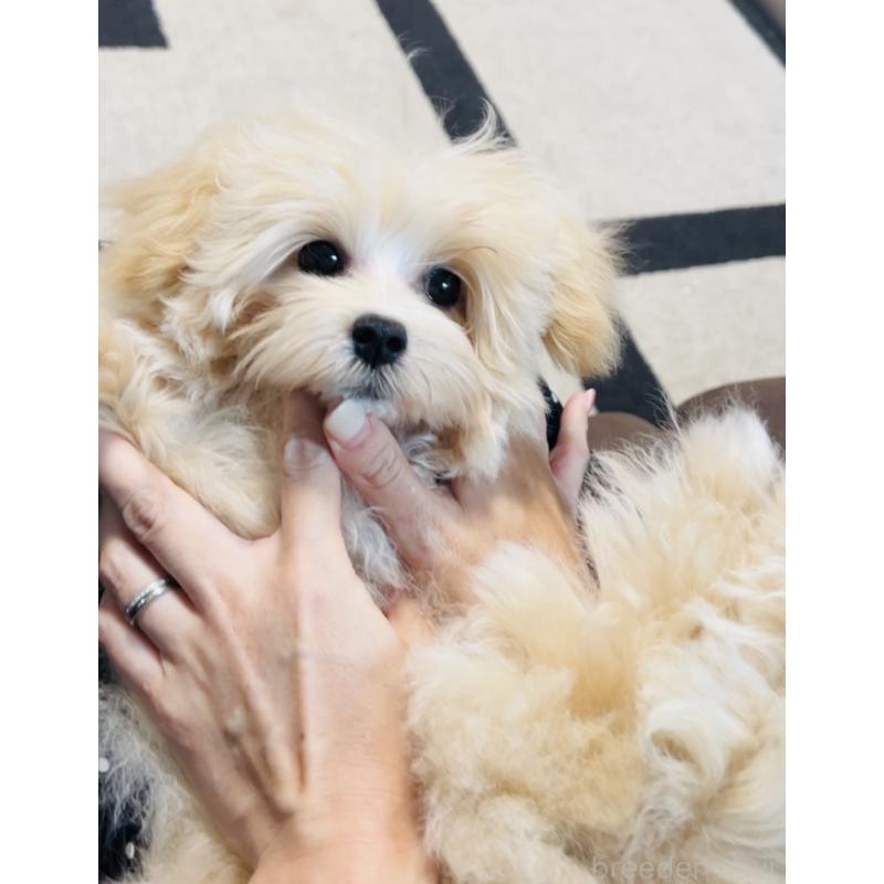 販売中の福岡県のミックス犬-390534の3枚目