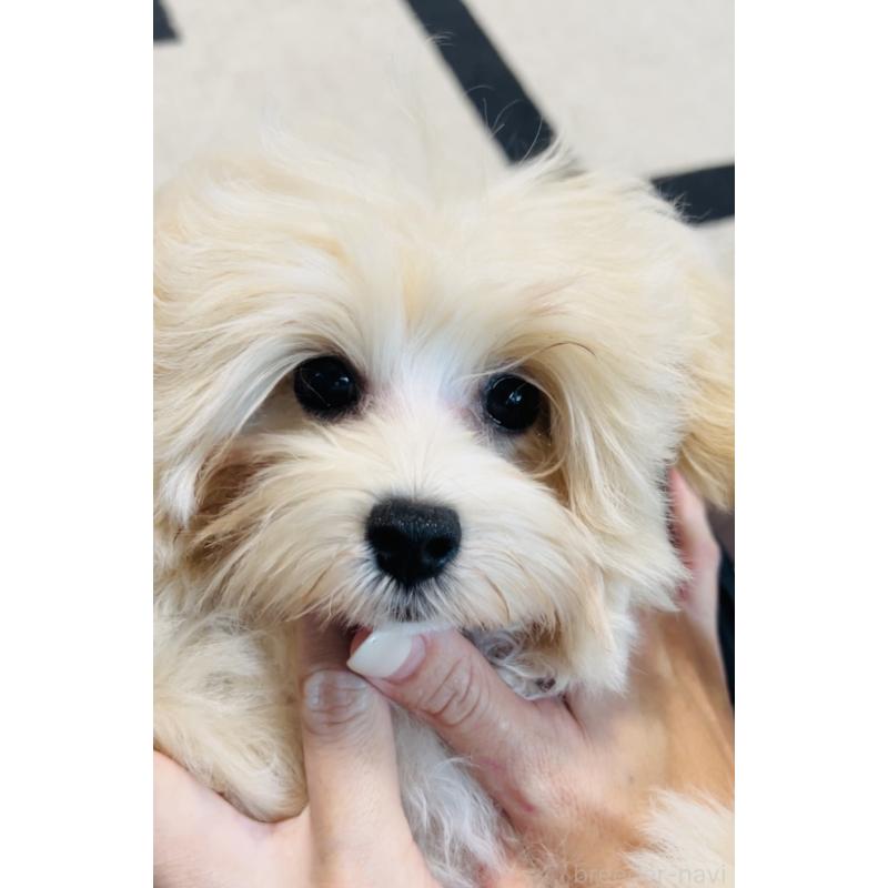 販売中の福岡県のミックス犬-390534の2枚目