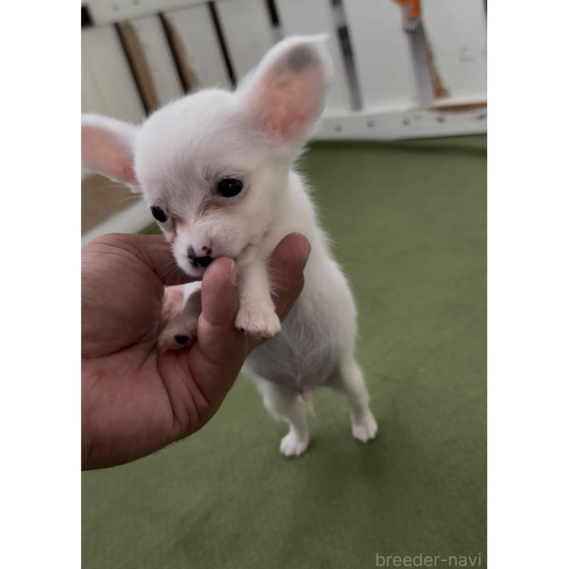販売中の福岡県のミックス犬-408632の5枚目