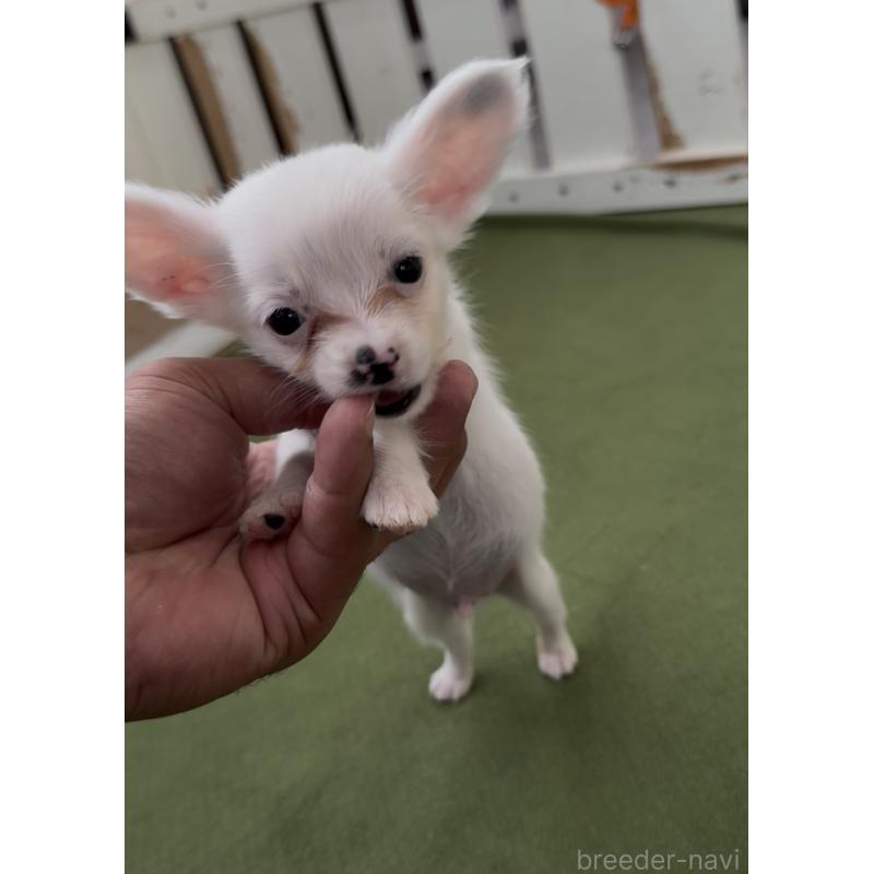 販売中の福岡県のミックス犬-408632の4枚目