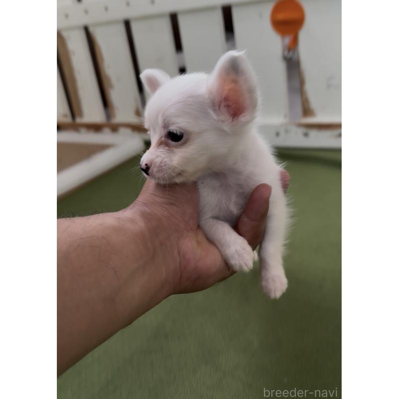 販売中の福岡県のミックス犬-408632の3枚目