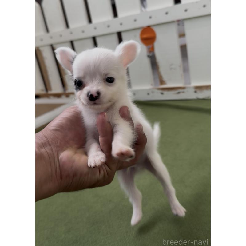 販売中の福岡県のミックス犬-408635の3枚目