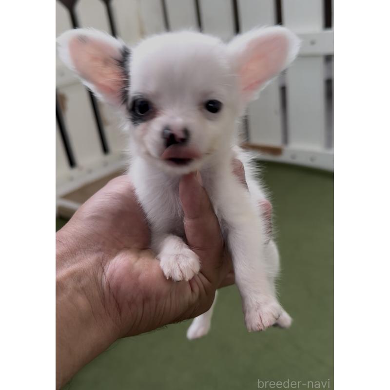 販売中の福岡県のミックス犬-408635の2枚目