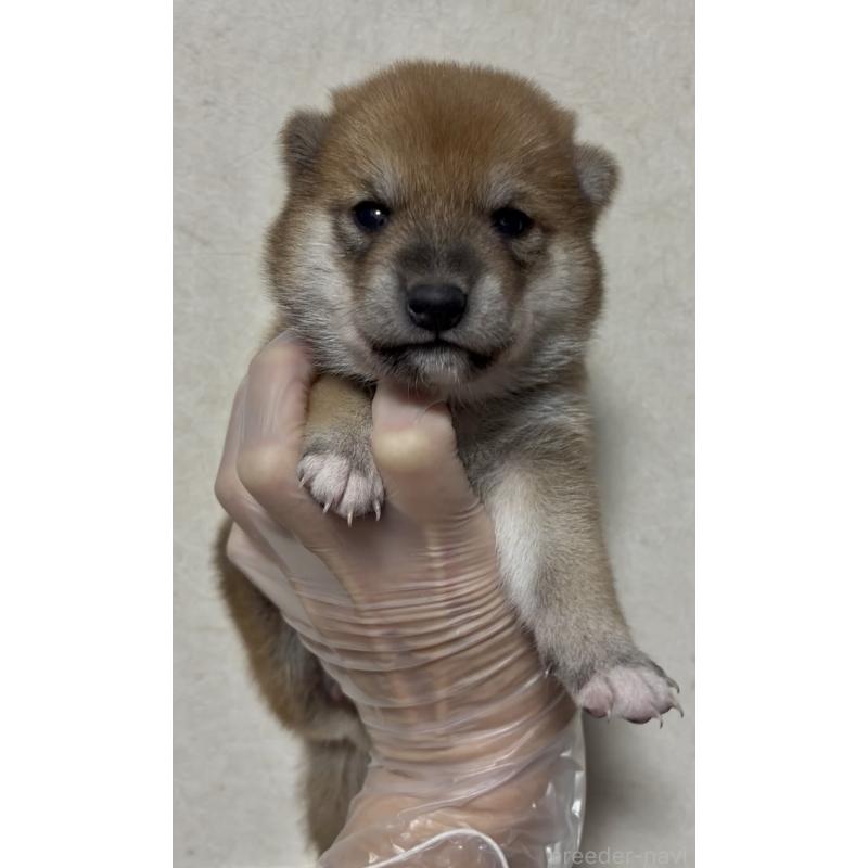 販売中の愛知県の豆柴-408637の6枚目