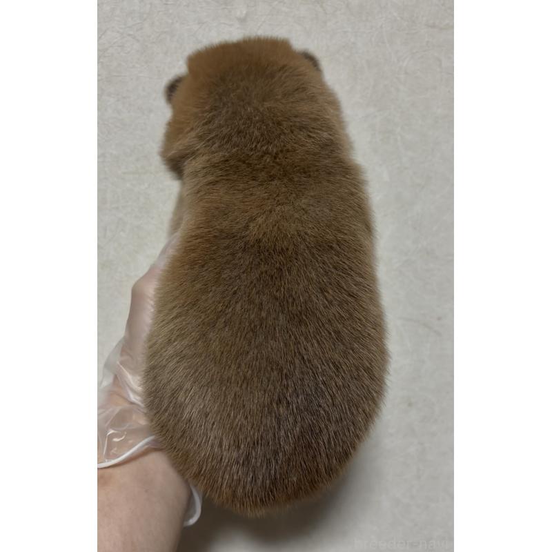 販売中の愛知県の豆柴-408637の3枚目