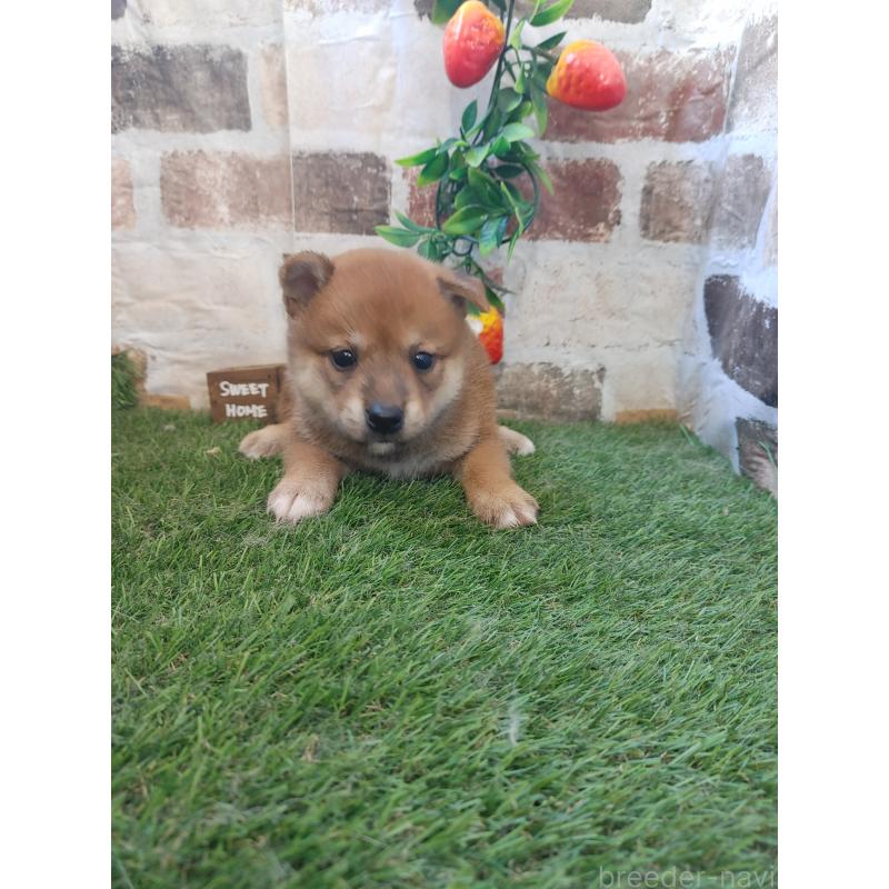 販売中の鹿児島県の柴犬-408583の3枚目