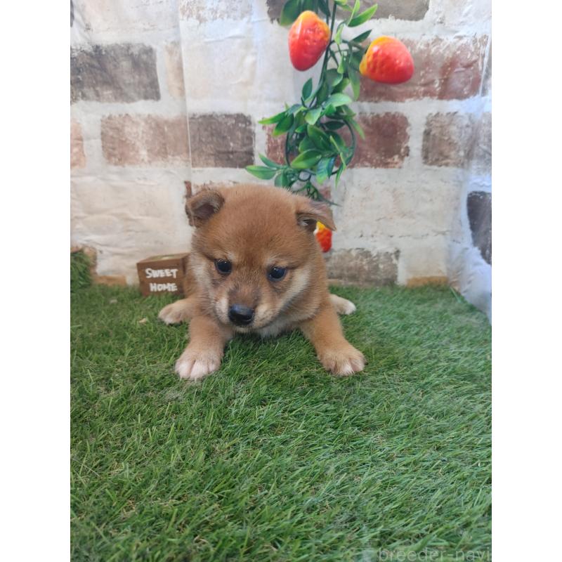 販売中の鹿児島県の柴犬-408583の2枚目