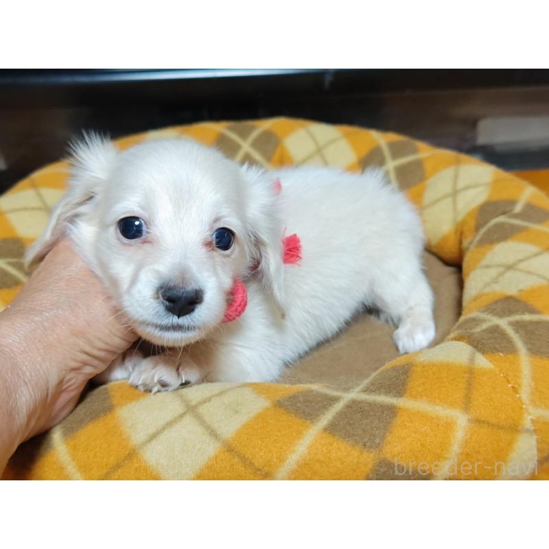 販売中の広島県のミニチュアダックスフンド(ロングヘアード)-408645の5枚目