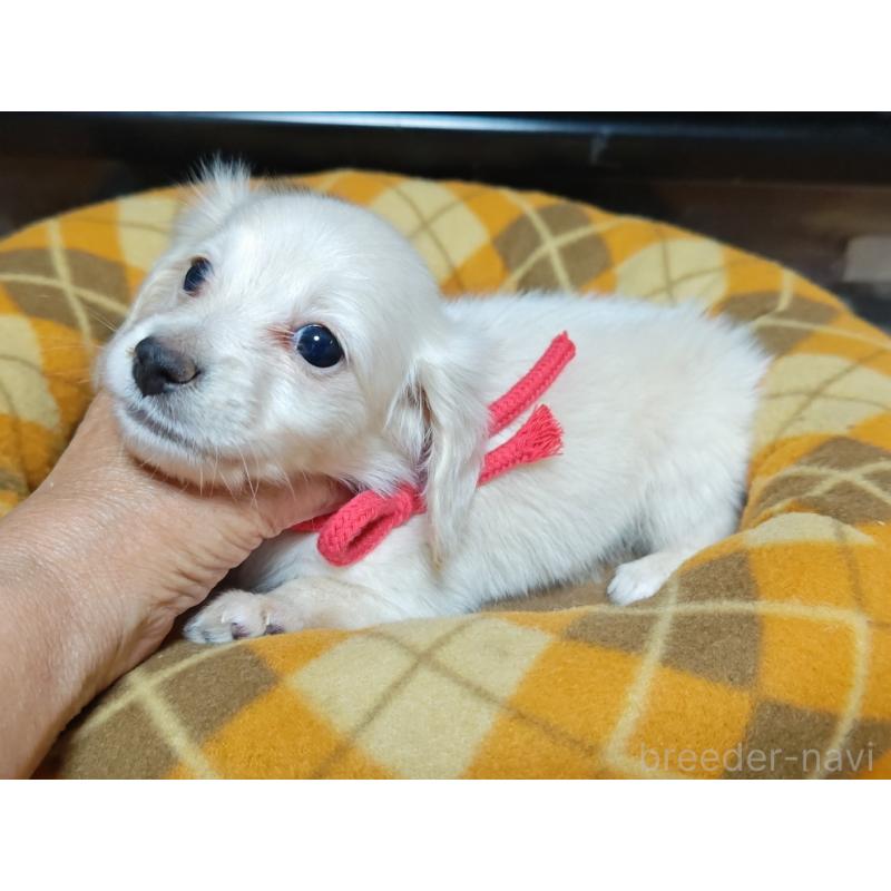 販売中の広島県のミニチュアダックスフンド(ロングヘアード)-408645の4枚目