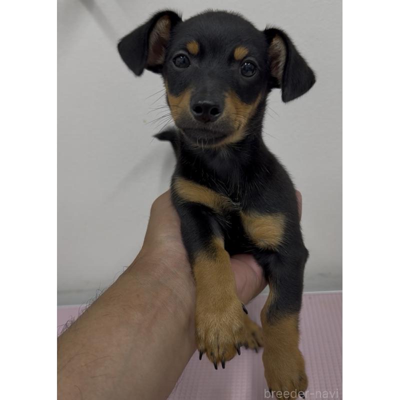 成約済の福岡県のチワックス:チワワ×ミニチュアダックスフンド-401214の2枚目