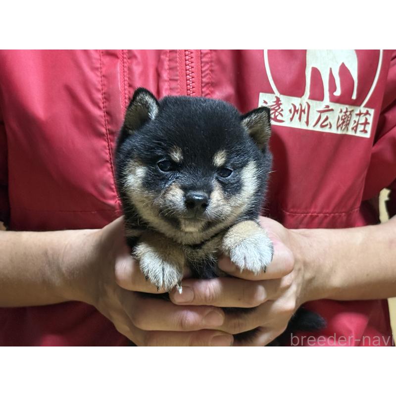 販売中の千葉県の豆柴-405509の3枚目