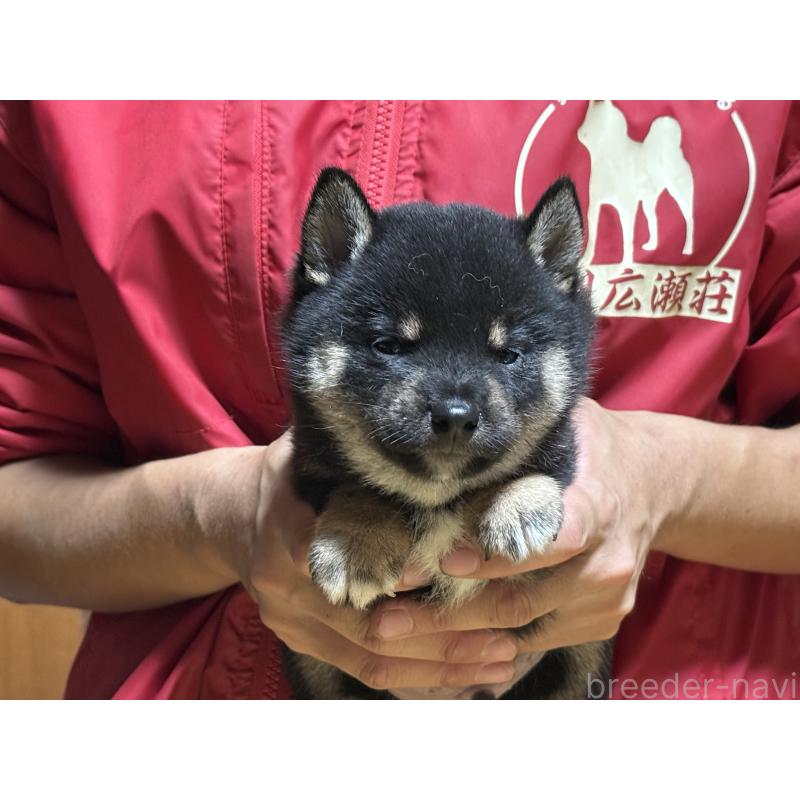 販売中の千葉県の豆柴-405508の6枚目